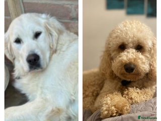 Goldendoodle dogs Gorgeous F1 Golden Doodles ❤️ - Advert 2