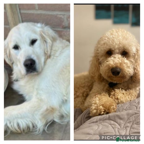 Goldendoodle dogs Gorgeous F1 Golden Doodles ❤️ - Advert 1