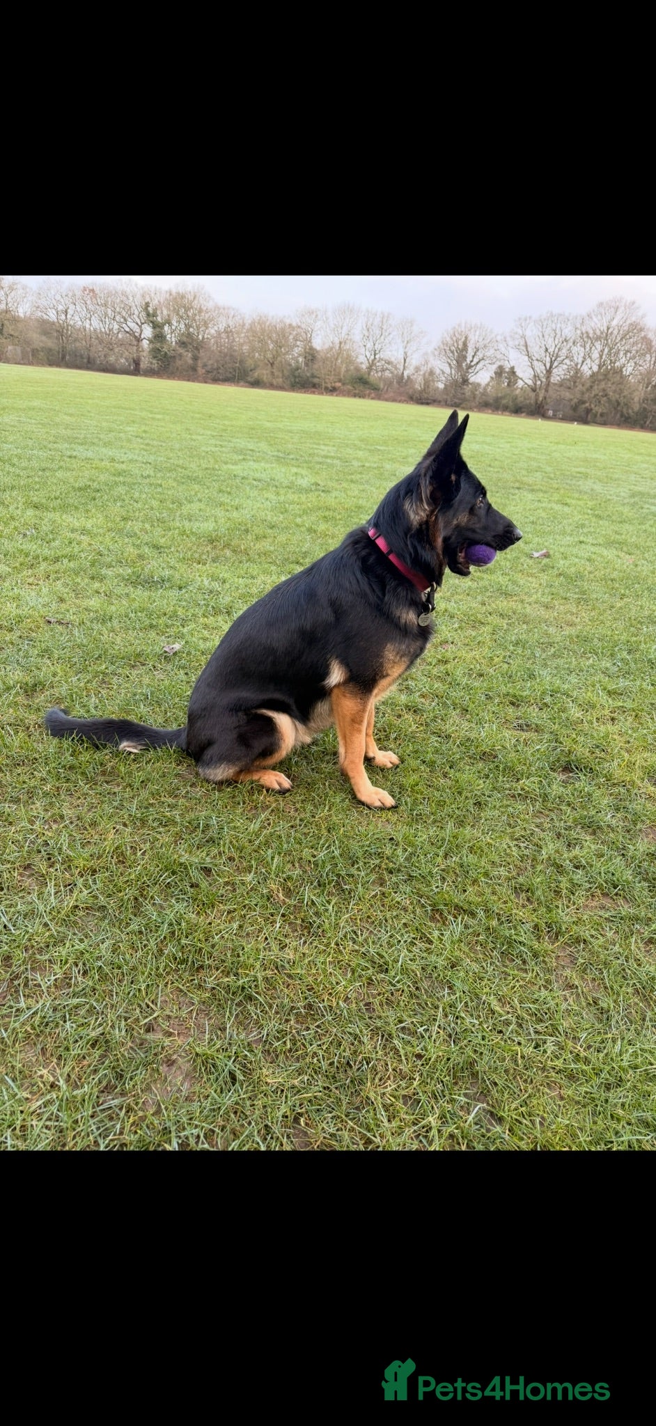 German Shepherd dogs KC reg strong GSD puppies from health tested lines - Advert 2