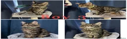 Maine Coon cats for sale: TICA EXCEPTIONAL GIANT & GENTLE MAINE COON KITTENS in Greenford - Advert 29