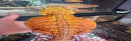 Bearded Dragon reptiles for sale: Stunning adult bearded dragons  - Advert 8