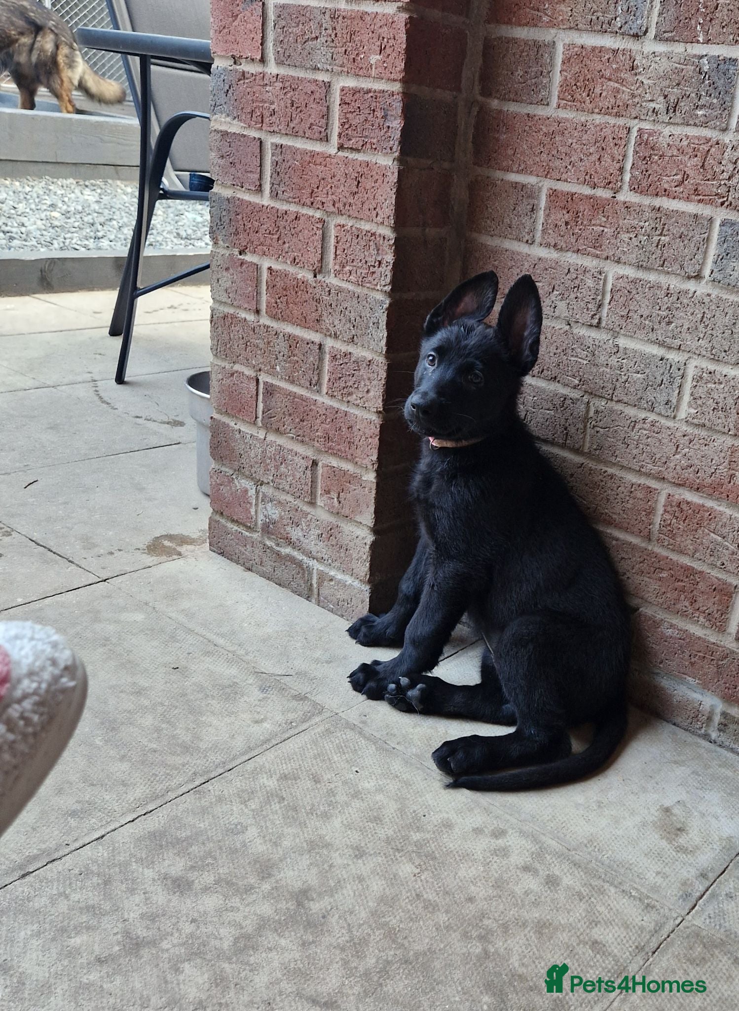 German Shepherd dogs READY NOW 🐶 GERMAN SHEPHERD PUPPIES  - Advert 15