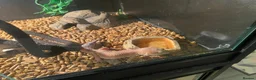 Leopard Gecko reptiles for sale: Leapard Gecko - Advert 4