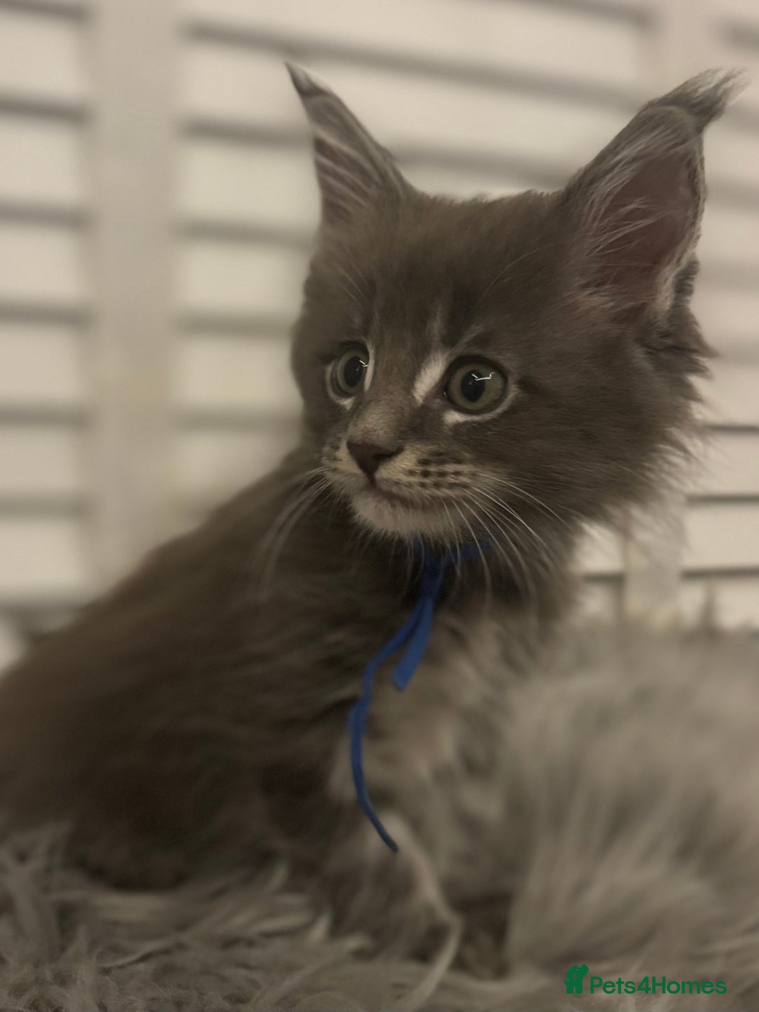 Maine Coon cats for sale: GCCF-Registered Maine Coon Kittens - Advert 8