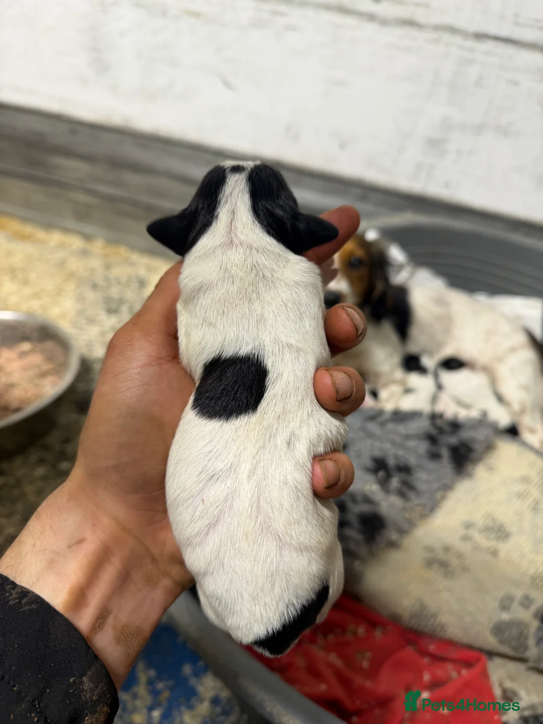 Mixed Breed dogs for sale: Cockerjack  - Advert 8