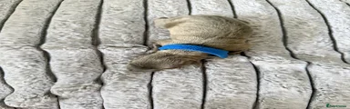 Italian Greyhound Puppy 1