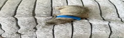 Italian Greyhound dogs for sale: 6 Stunning KC Italian Greyhound Puppies  - Advert 4