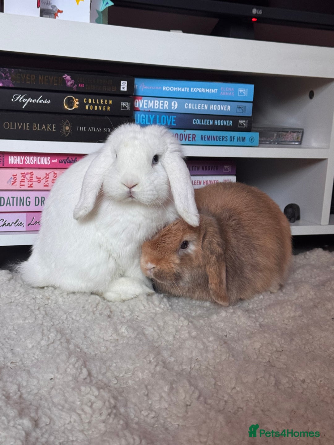 Mini Lop rabbits for sale: Two bonded mini lops for sale  - Image 7