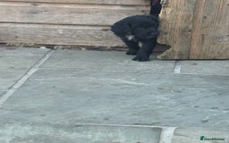 Cocker Spaniel dogs for sale: Cocker spaniel  - Image 9