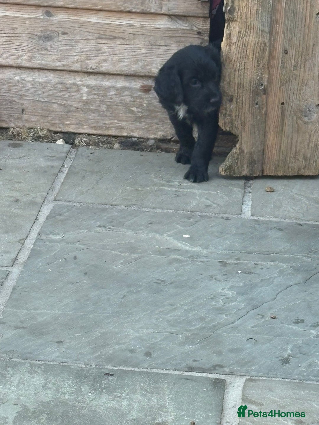 Cocker Spaniel dogs for sale: Cocker spaniel  - Image 9