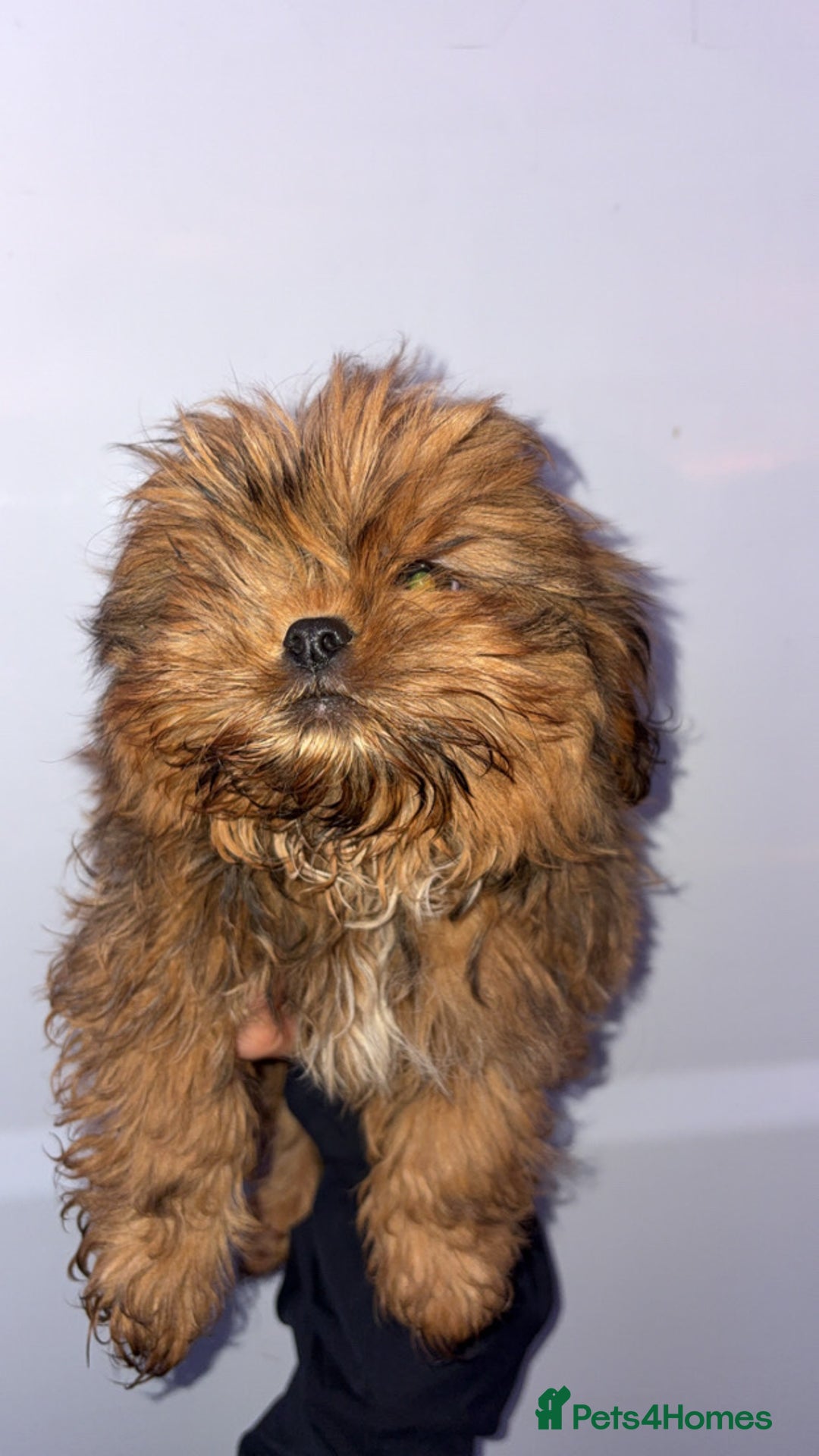 Shih Tzu dogs for sale: Two boys available  - Advert 7