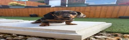 Miniature Dachshund dogs for sale: Miniature dachshund puppies - Advert 8