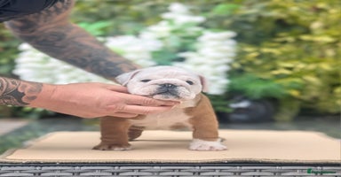 English Bulldog dogs - Advert 2