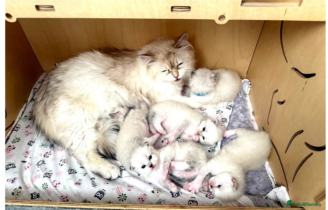 Siberian cats for sale: Only one Champion line girl available 🥰🥰 - Image 12