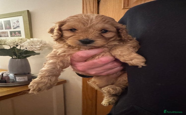 Cavapoo dogs - Advert 2