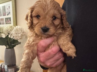 Cavapoo dogs - Advert 2