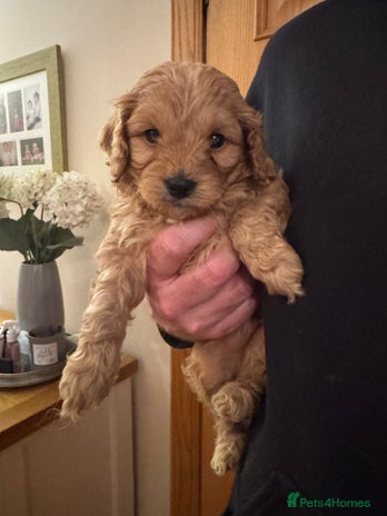 Cavapoo dogs - Advert 2