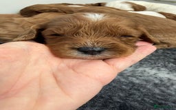 Cavapoo dogs for sale: Stunning quality Cavapoos ready December  - Image 2