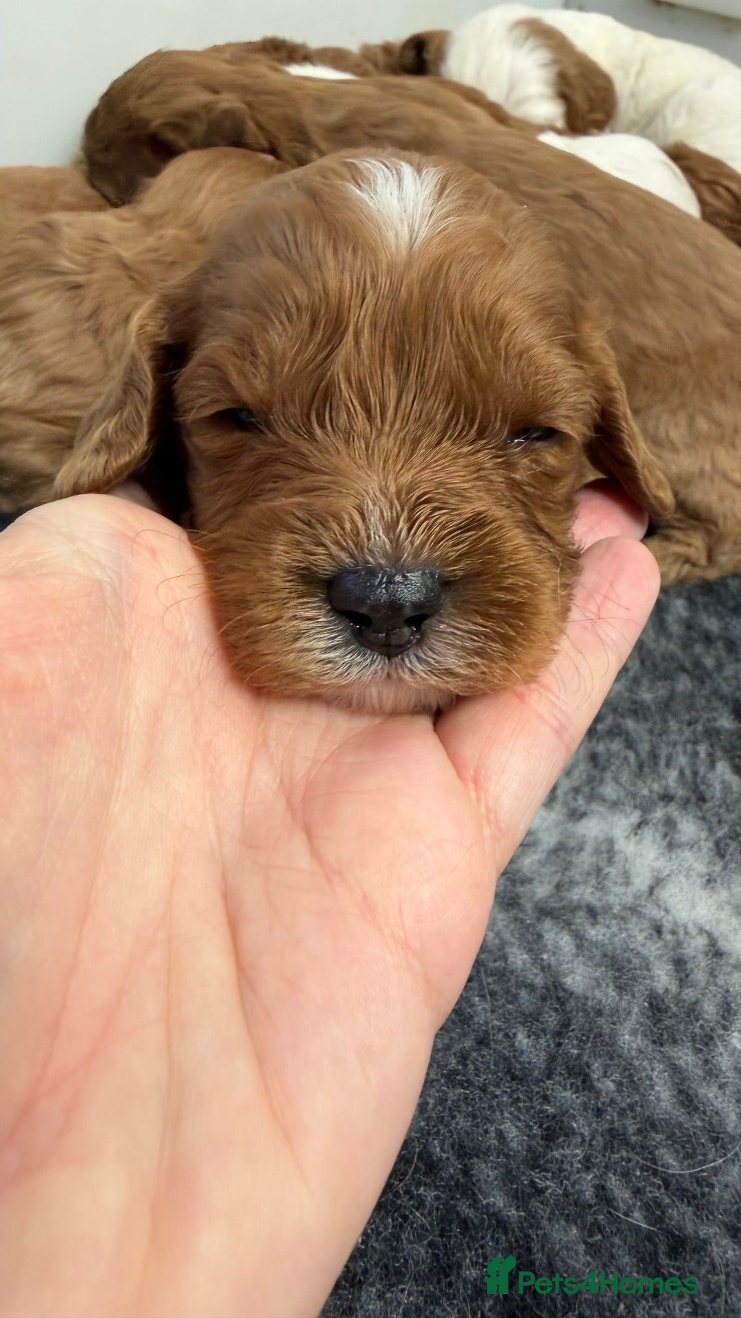 Cavapoo dogs for sale: Stunning quality Cavapoos ready December  - Image 2