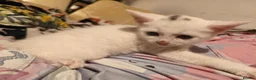 Mixed Breed cats for sale: Beautiful mixed breed kittens  - Advert 9