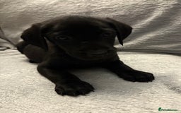 Labrador Retriever dogs for sale: Ready now beautiful Labrador retriever puppies - Image 17