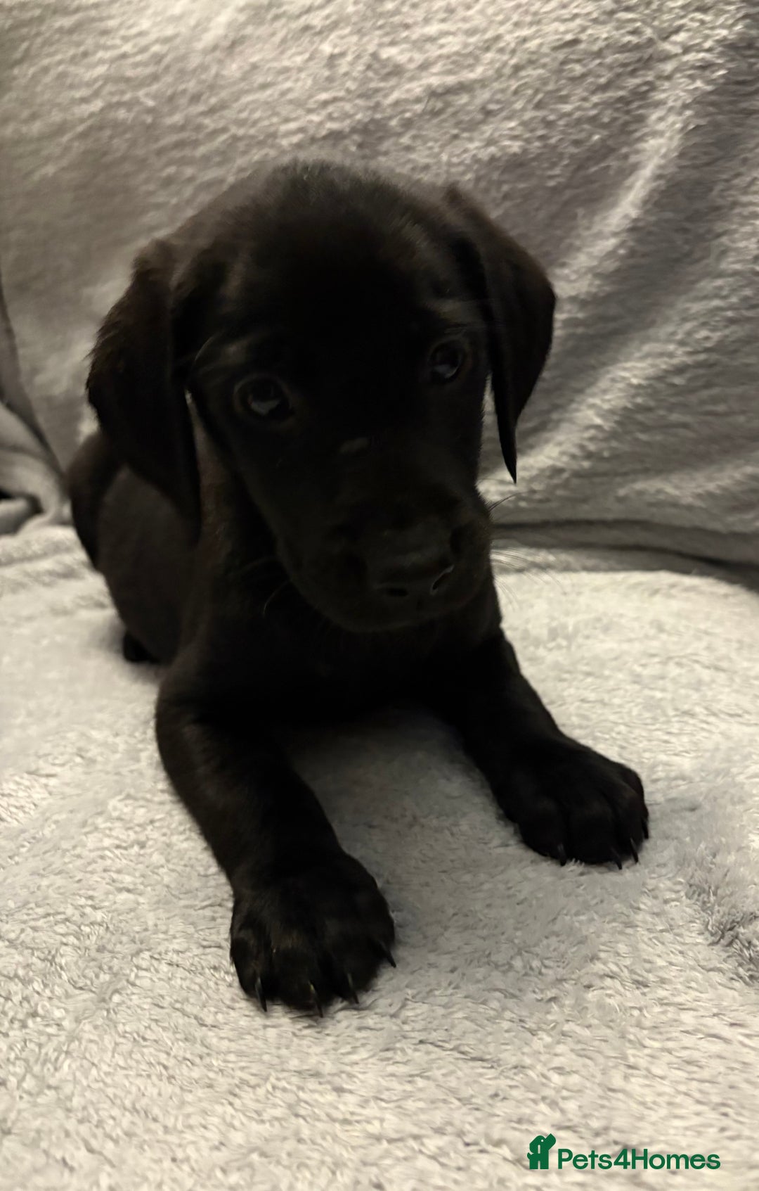 Labrador Retriever dogs for sale: Ready now beautiful Labrador retriever puppies - Image 17