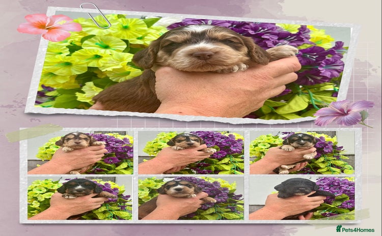 Cockapoo dogs - Advert 4