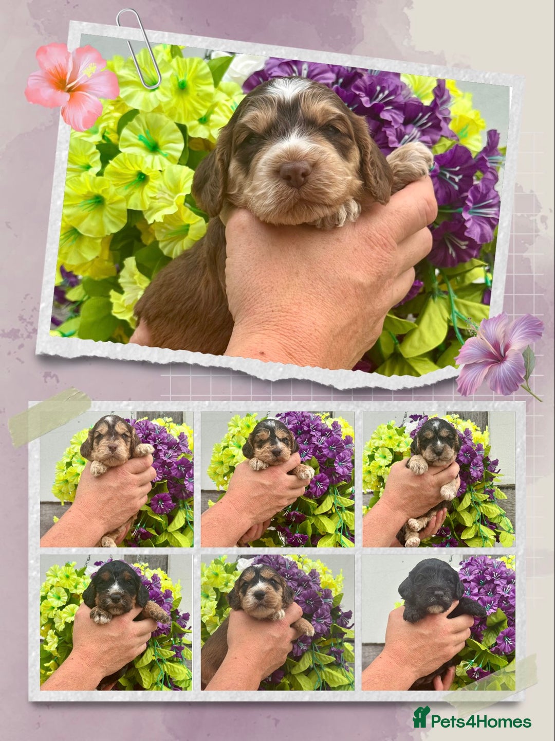 Cockapoo dogs for sale: 7 F1 exquisite dna tested clear Cockerpoos - Image 1