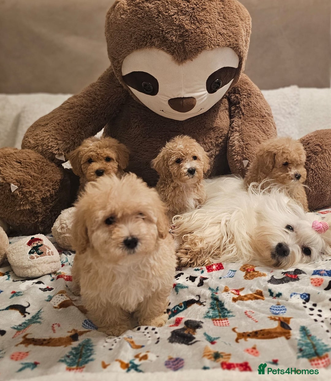 Maltipoo dogs for sale: Amazing apricot color Maltipoo puppies! - Advert 3