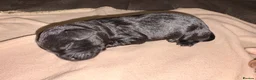 Labradoodle dogs for sale: 🦴❤️ beautiful F1 Labradoodle puppies ❤️🦴 in Rowley Regis - Advert 8