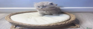 British Longhair Kitten 4