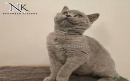 British Shorthair cats for sale: GORGEOUS GCCF REG TEDDYS 🐻🧸 READY TO LEAVE ❗️❗️ - Image 38