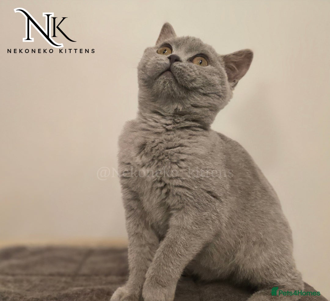 British Shorthair cats for sale: GORGEOUS GCCF REG TEDDYS 🐻🧸 READY TO LEAVE ❗️❗️ - Image 38