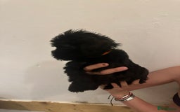 Yorkiepoo dogs for sale: 5 Beautiful F1 Yorkiepoo’s - Image 29