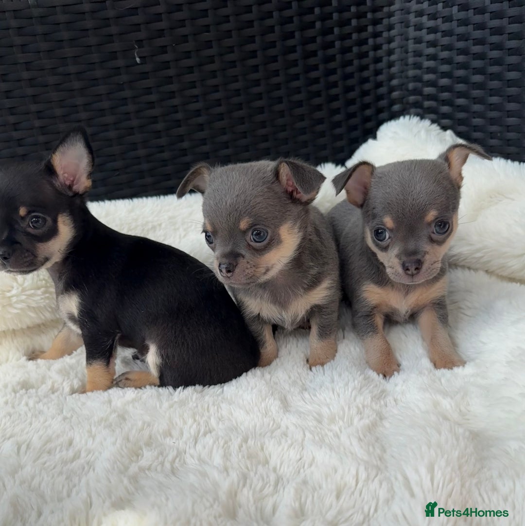 Chihuahua dogs for sale: Beautiful Chihuahua Puppies  - Image 4
