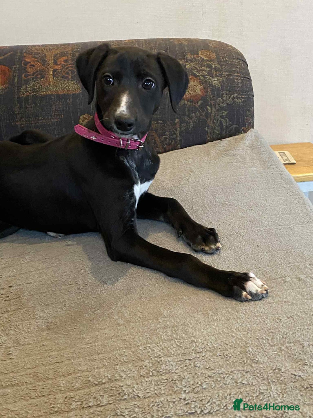 Mixed Breed dogs for sale: Beautiful Saluki x Whippet puppies - Advert 4