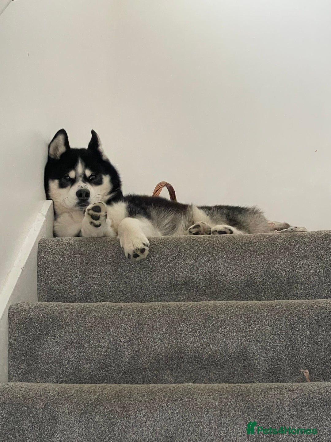 Huskita dogs for sale: Husky x Akita x Samoyed  - Advert 3