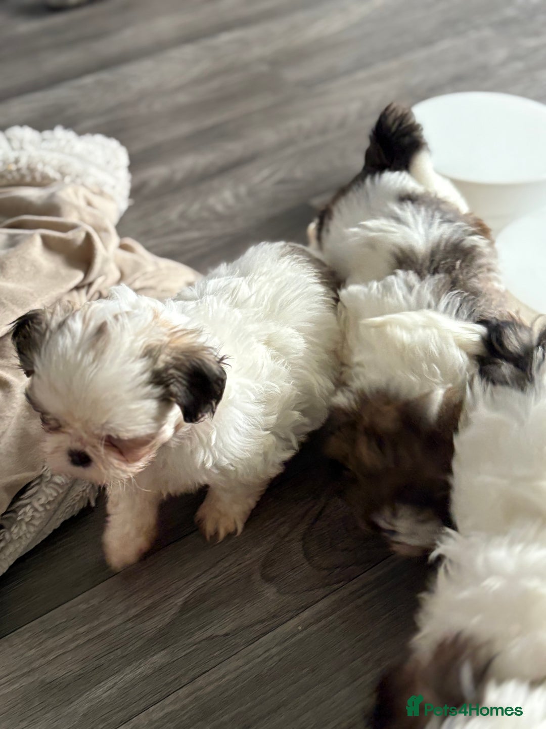 Shih Tzu dogs for sale: 4 Shih tzu girls  - Image 27