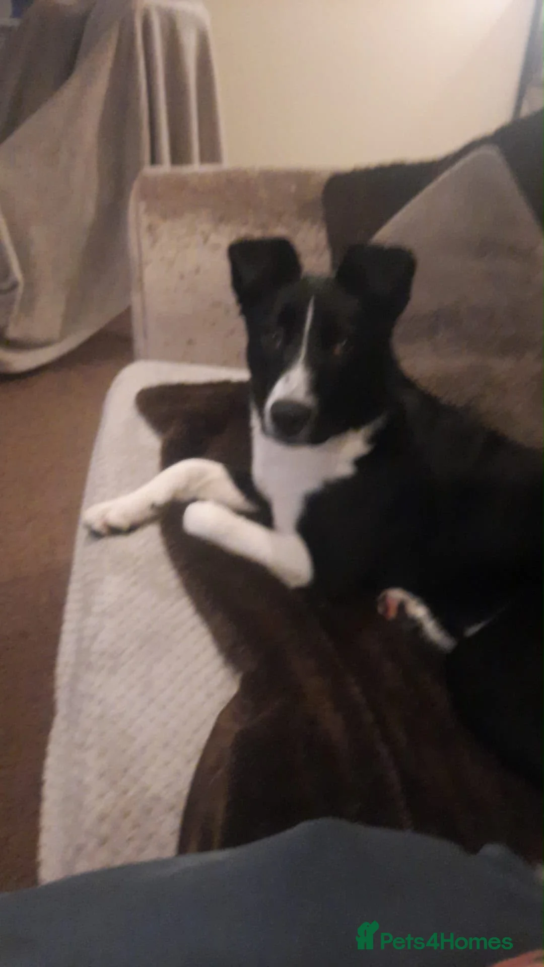 Border Collie dogs for sale: Female border collie  - Advert 3