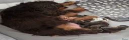 Cocker Spaniel dogs for sale: KC Show Cocker Spaniel  - Advert 16