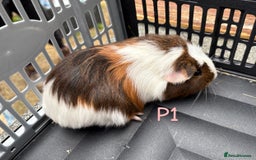 Guinea Pig rodents for sale: Baby female and male guinea pigs for sale - Image 6