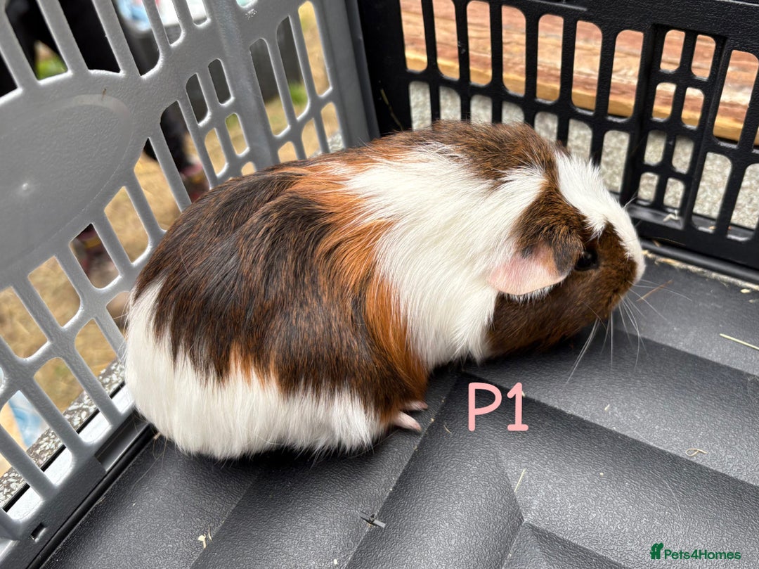 Guinea Pig rodents for sale: Baby female and male guinea pigs for sale - Image 6
