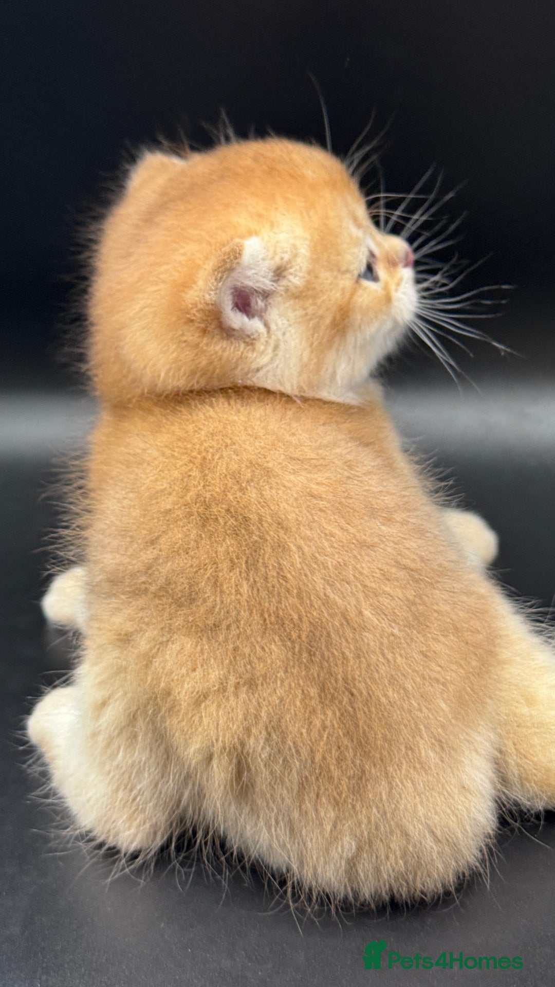 British Shorthair cats for sale: BSH GCCF GOLDEN AND BLUE KITTENS  - Image 8