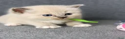 Ragdoll cats for sale: Beautiful Blue Point and Mink ragdoll kittens  in Horley - Advert 7