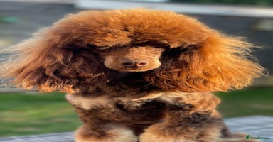 Toy Poodle dogs ***Kc chocolate phantom none fading *** in Retford - Advert 16