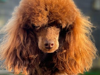Toy Poodle dogs in Retford - Advert 16