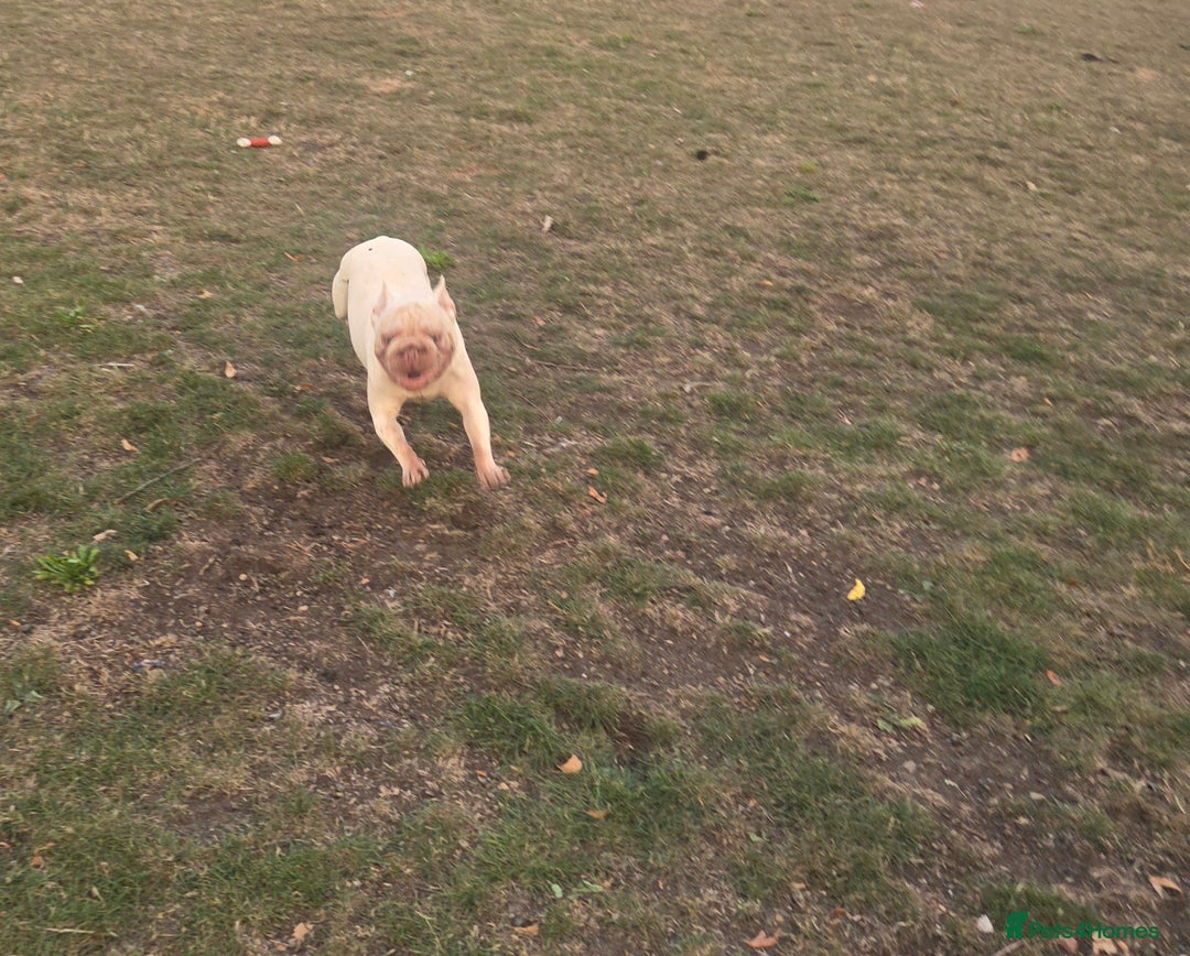 French Bulldog dogs for sale: 14 months old bitch - Image 2