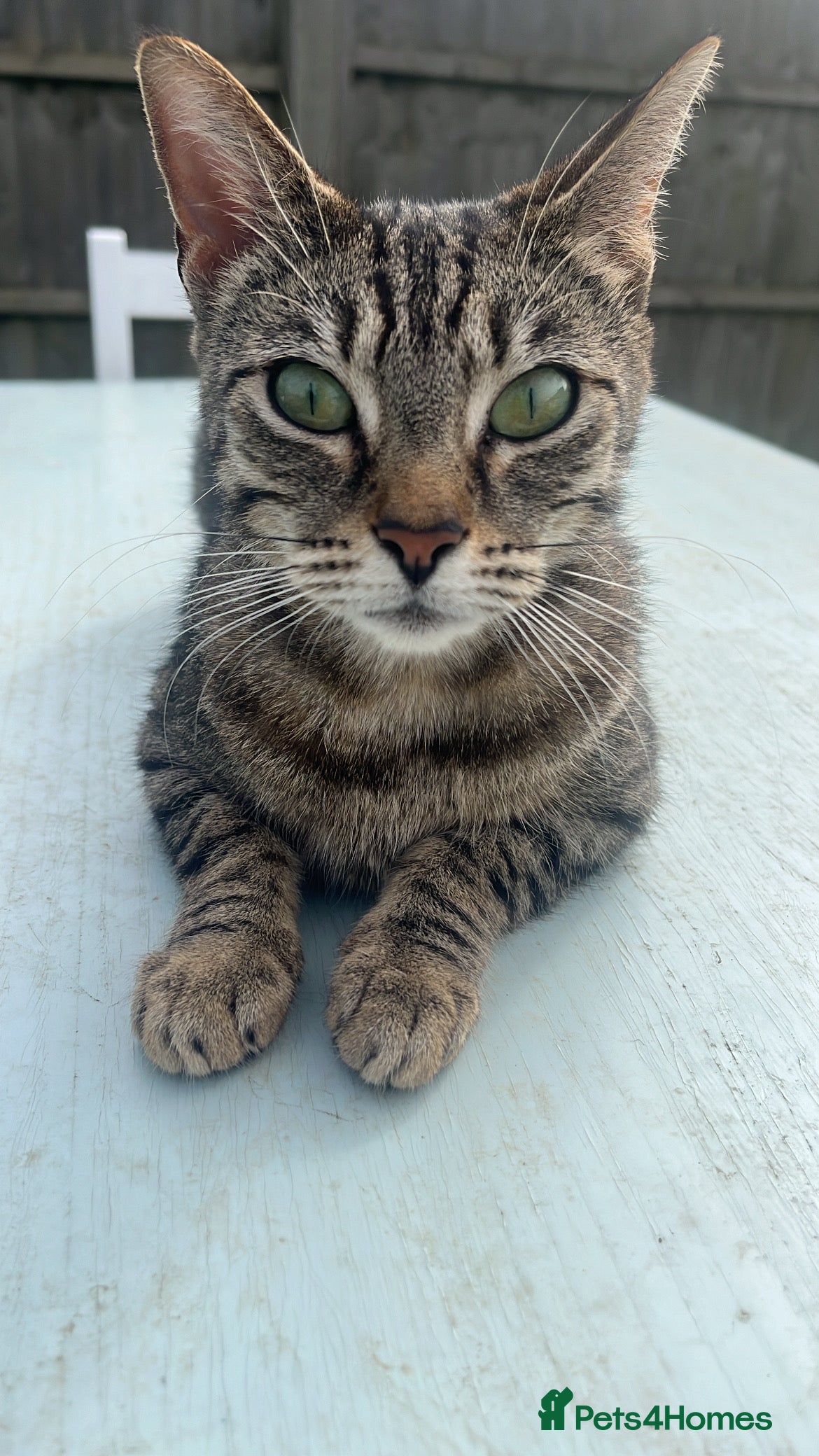 Mixed Breed cats Lovely kittens  - Advert 1