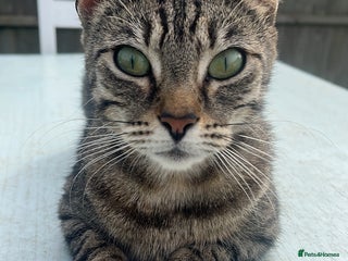 Mixed Breed cats Lovely kittens - Advert 1