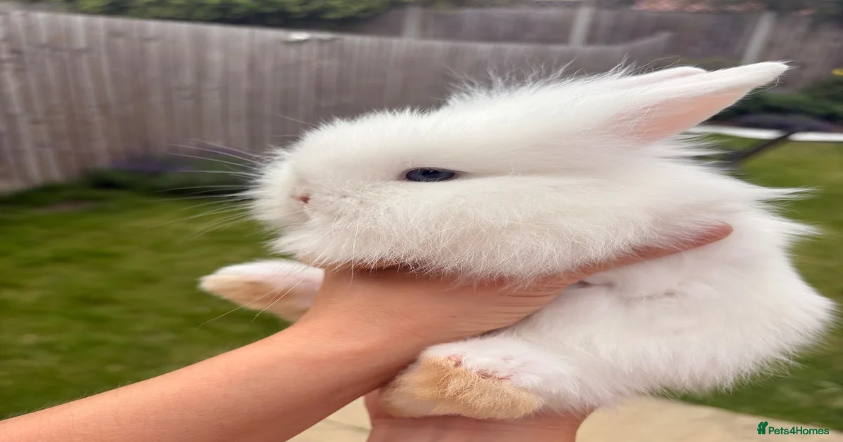 Rabbits for Sale for sale in Bracknell, Berkshire | Pets4Homes